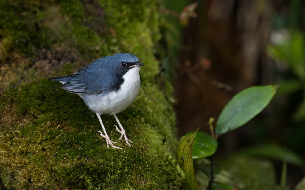 Siberian Blue Robin